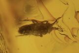Three Fossil Springtails (Collembola) & Fly (Diptera) in Baltic Amber #105499-3